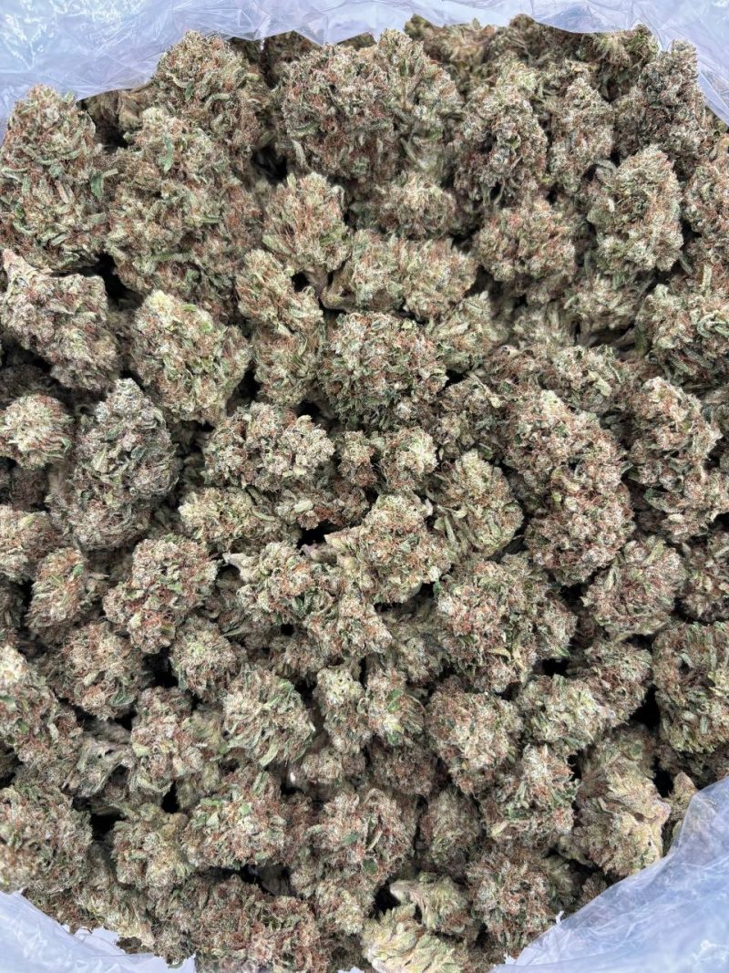 SUPER LEMON DROP - LM828SG - Image 3