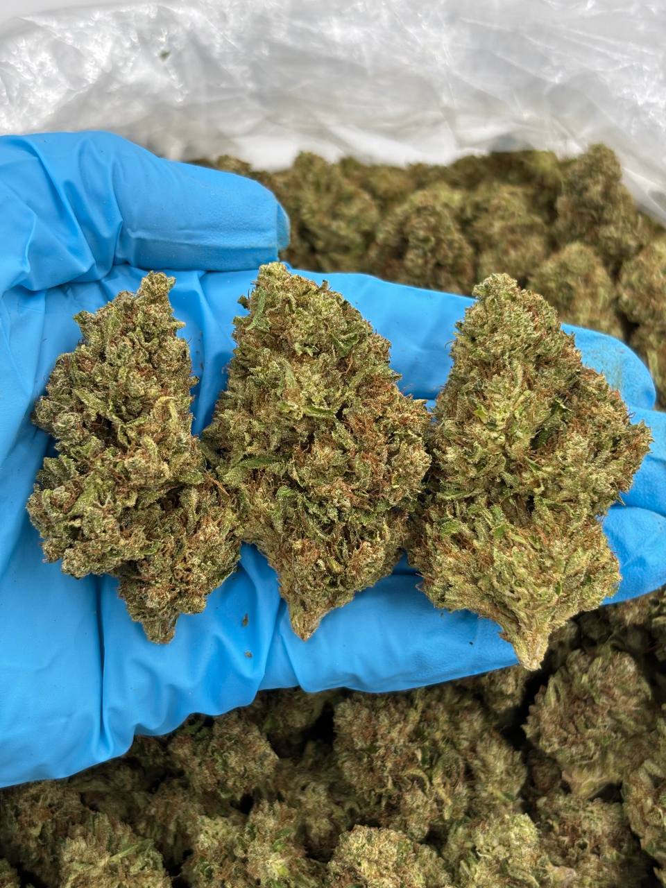 Super Lemon Drop strain