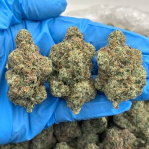 Black Devil Fruit Strain