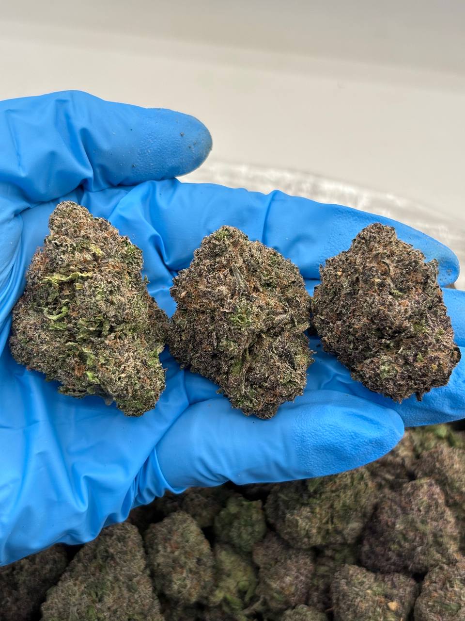 Blackcherry Gumbo Strain