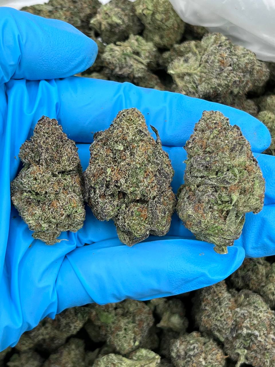 Blueberry Muffin strain