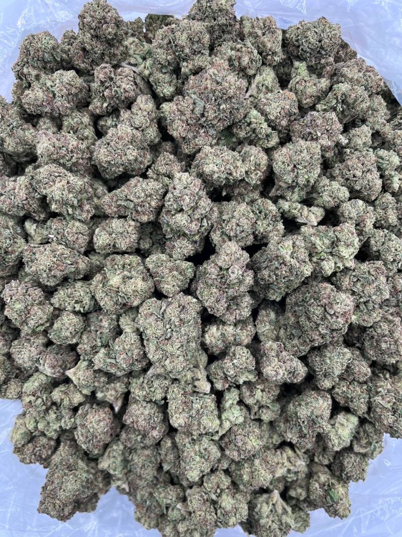 CANDY CRUSH - AL1021LC - Image 2