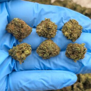 ELECTRA ICE - SK1009EI