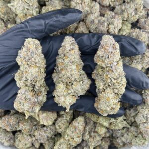 GELATO SOURBELTZ - SS1014GB