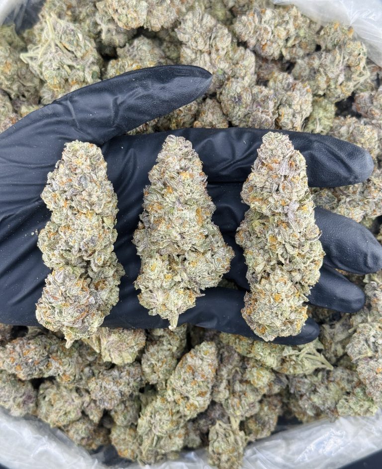 GELATO SOURBELTZ - SS1014GB