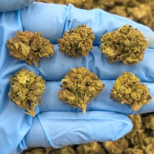 LAFFY TAFFY RUNTZ - SK1009LR