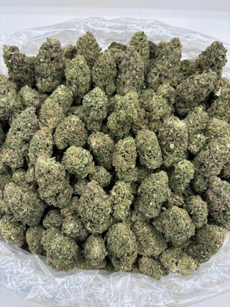 Modified Gorillaz strain