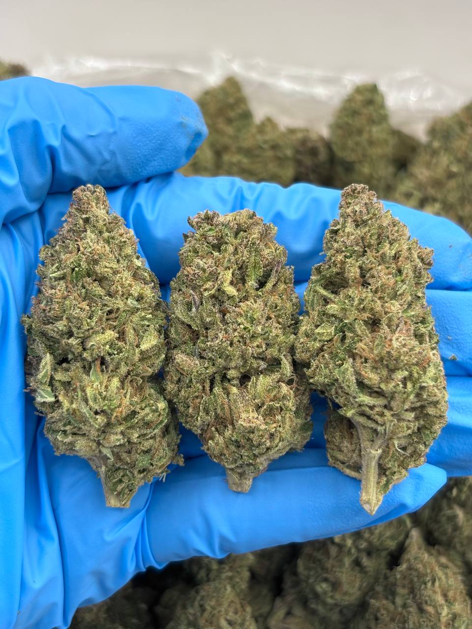 MODIFIED GORILLAZ - LM1009MGZ