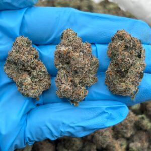 NERD ROPEZ - LK1015R2