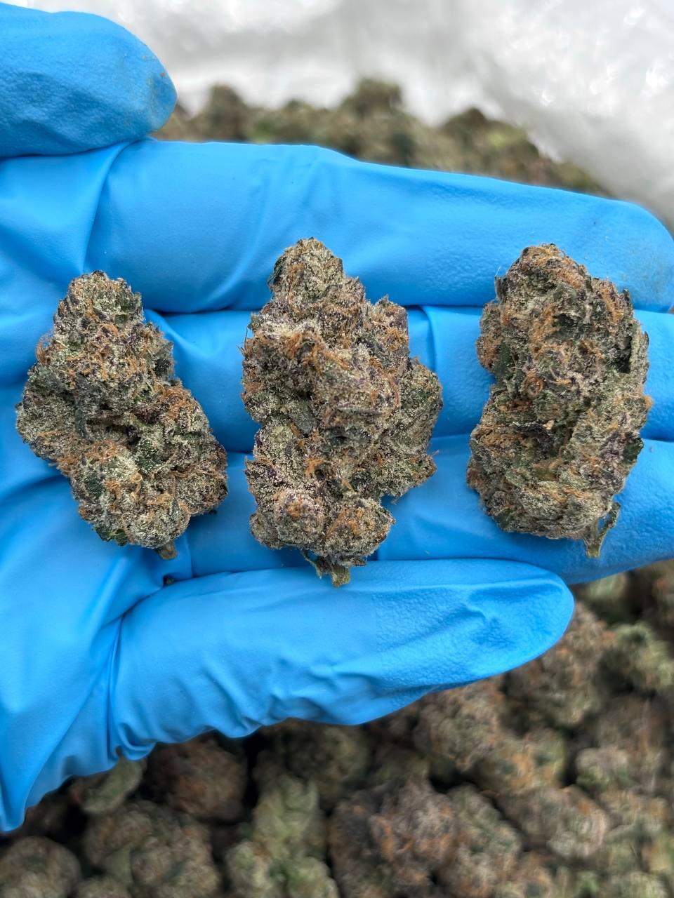 NERD ROPEZ - LK1015R2