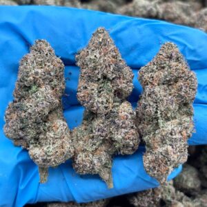 Rainbow Sherbet Strain