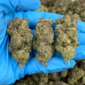 Rainbow Sherbet strain