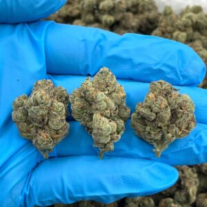 SOUR BELTZ - LK1022LH