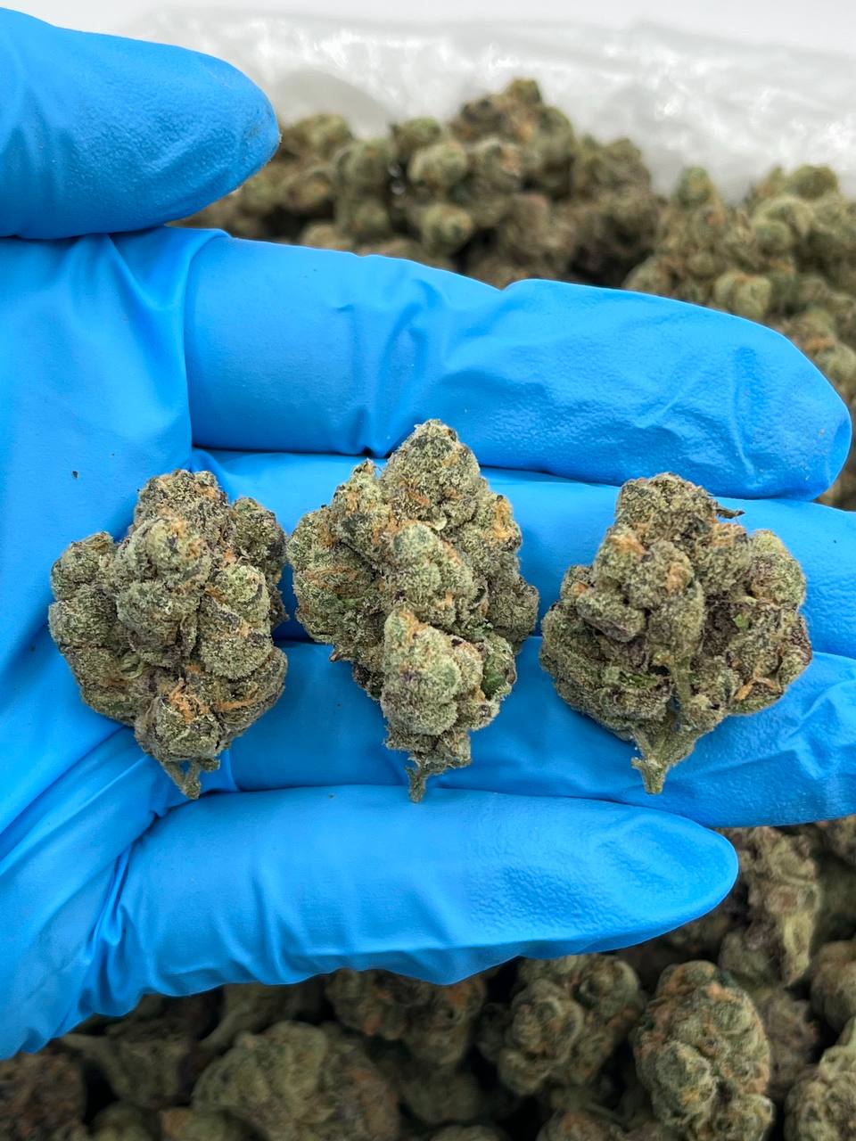 SOUR BELTZ - LK1022LH