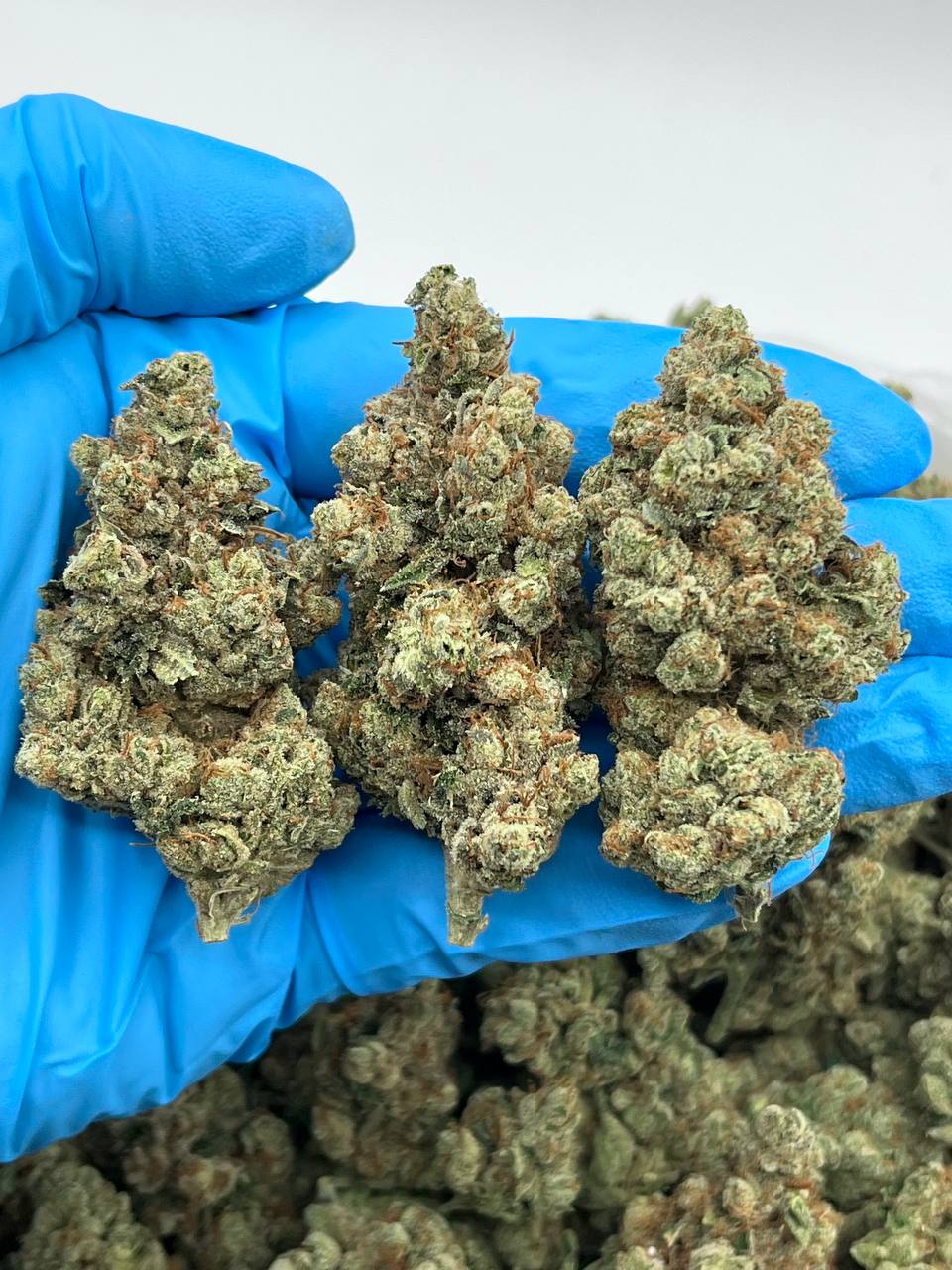 Stardust Diesel strain