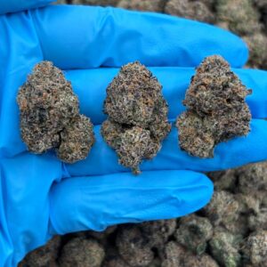 SUGAR PUFF - LK1015J2