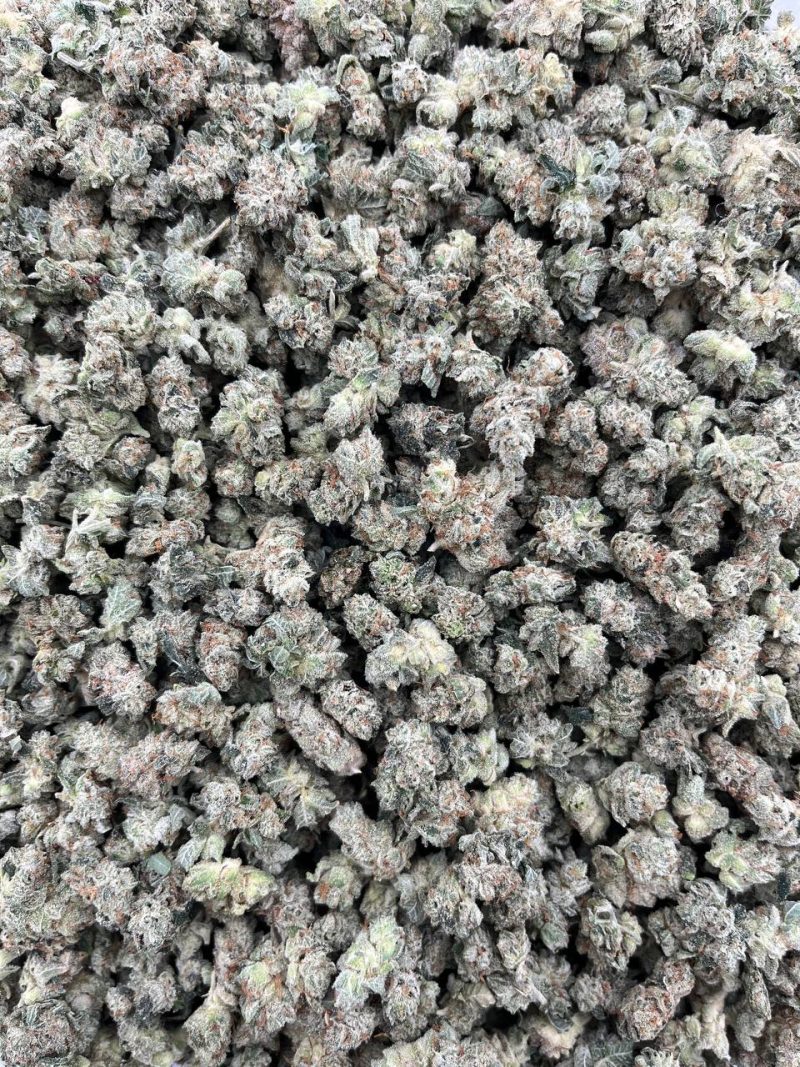 GORILLA GLUE SMALLS - JL1119GSM - Image 2