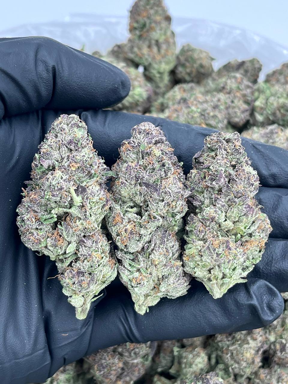 Ice Cream Sundae strain