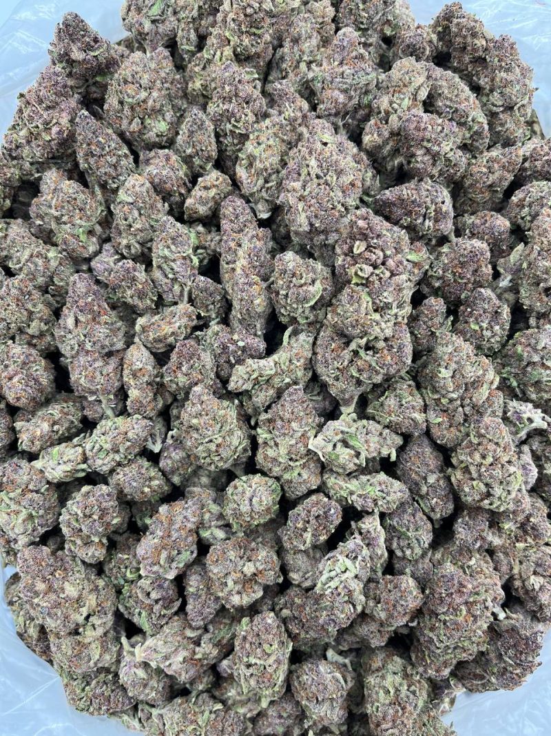 TROPICANA CANDY - KT1105TC - Image 2