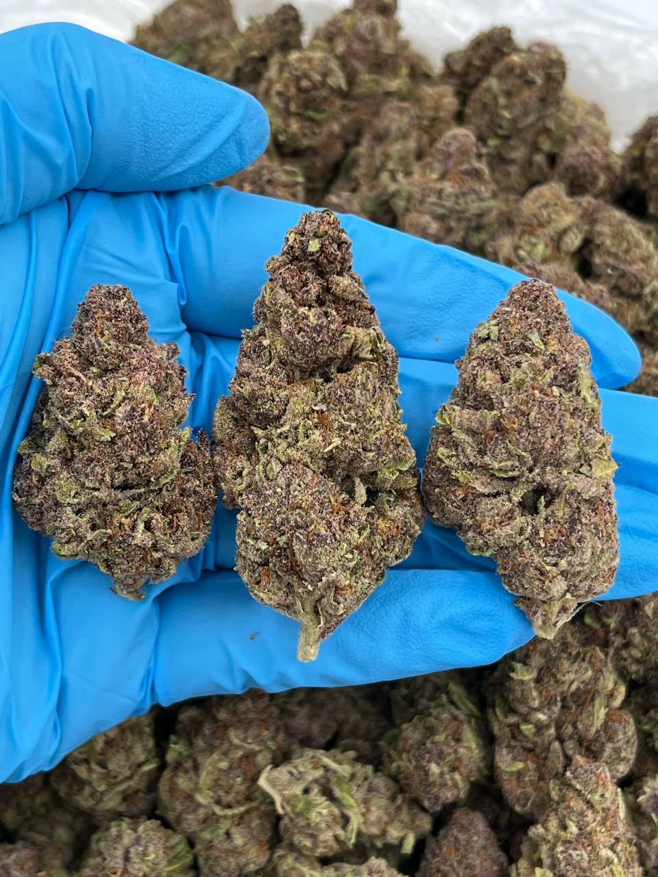 Tropicana Candy Strain