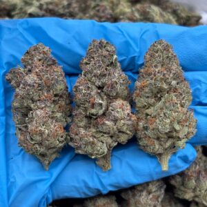 Berrycolada strain