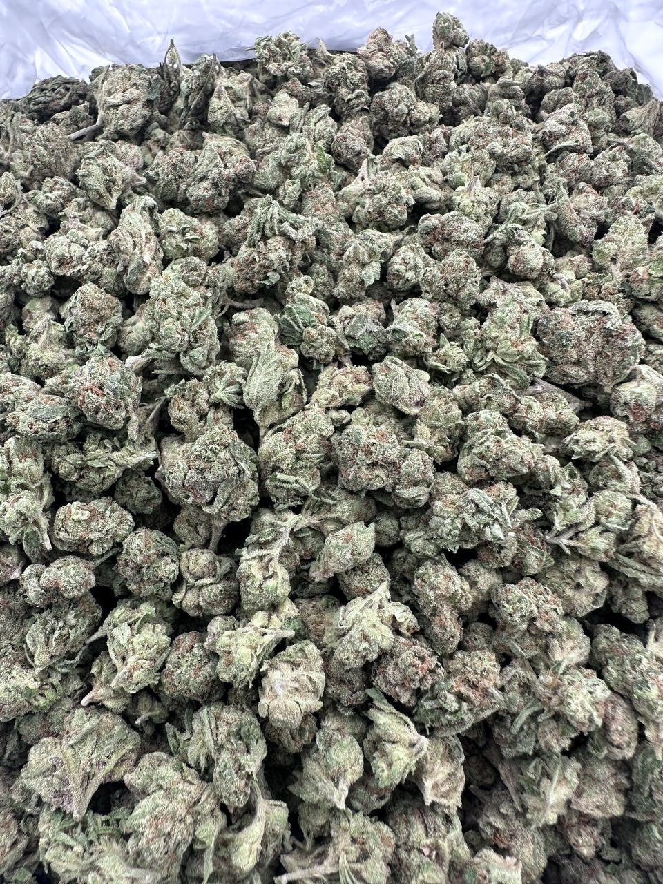 BLUE NERDS SMALLS - PY1124BN - Image 2