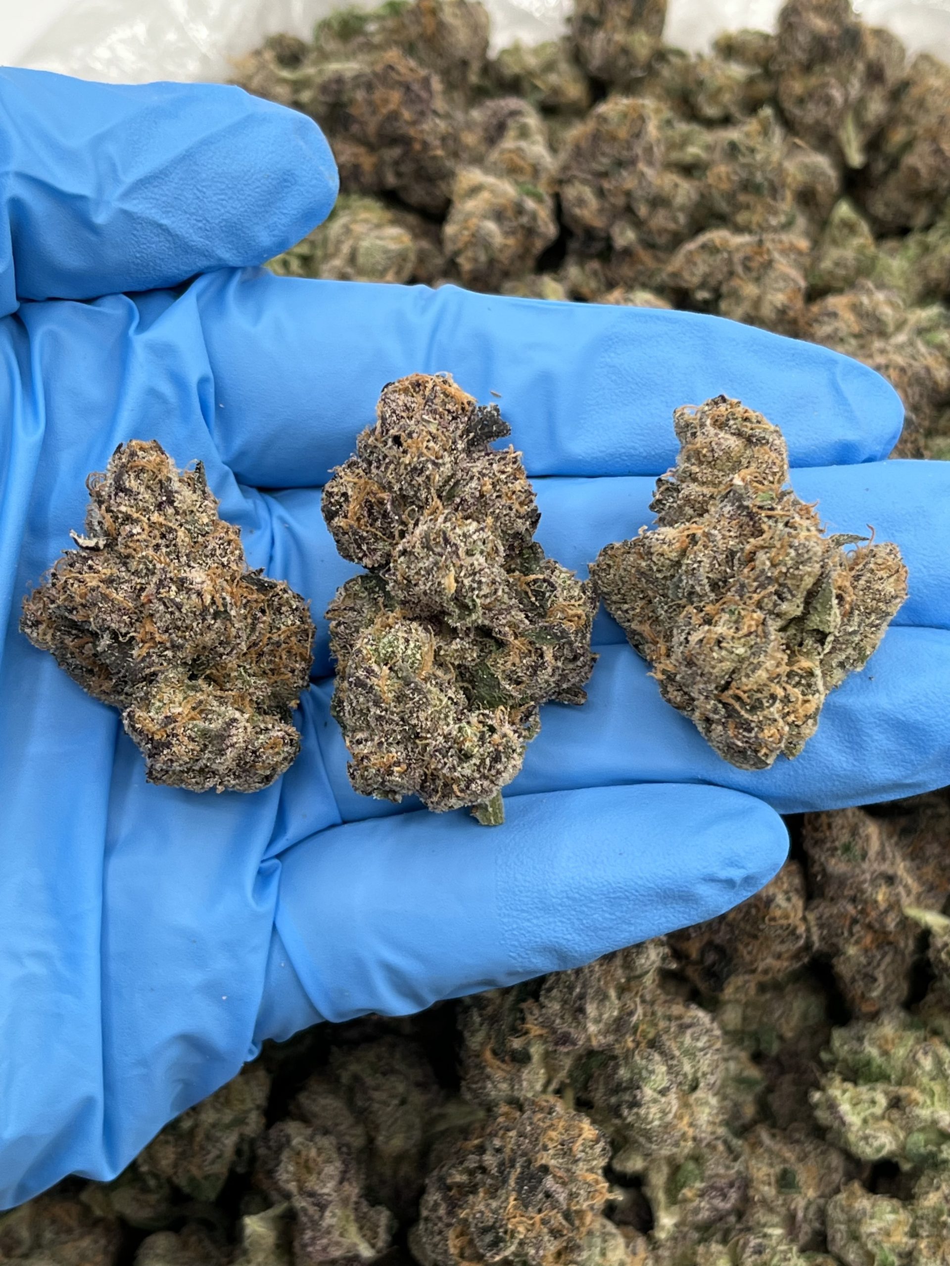 Blue Ring Popz Strain