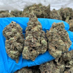 Bubblegum Blast Strain