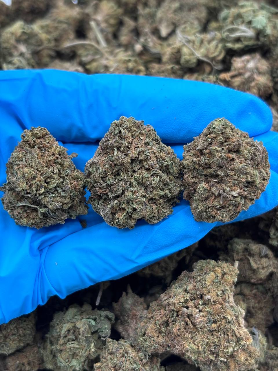 Stardew Valley strain