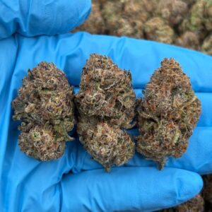 Butterscotch Cookie strain