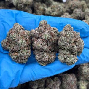 Gumdrop Blitz strain