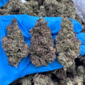 Government Oasis strain