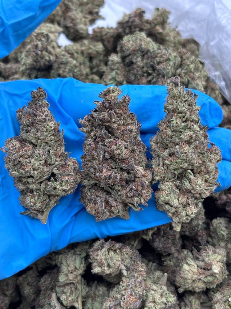 Government Oasis strain