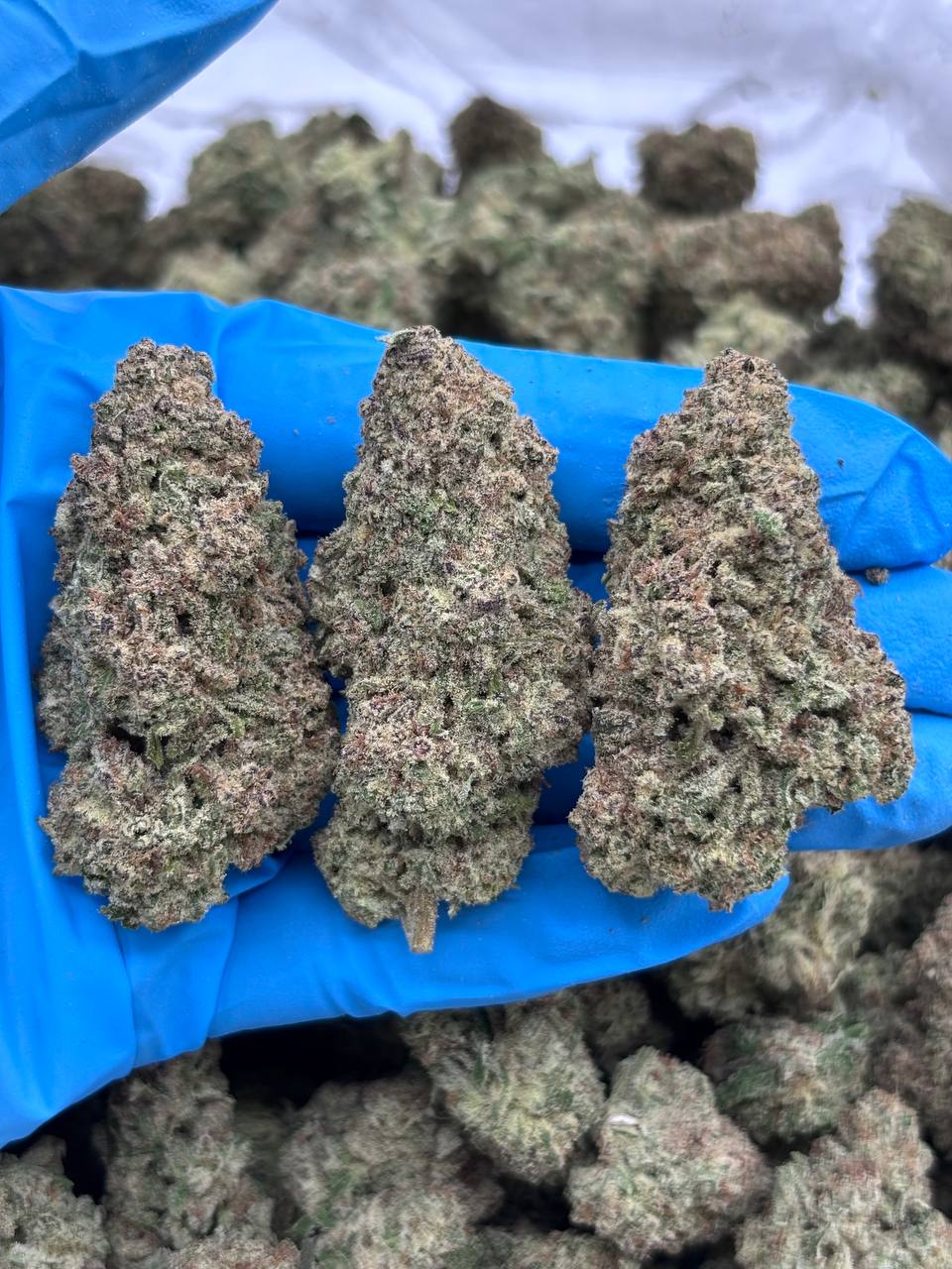 Mile High Slurpee strain