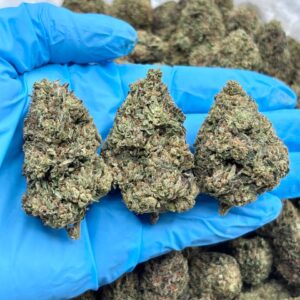 Animal Cookies strain