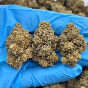 Apple Pie Sorbet Strain