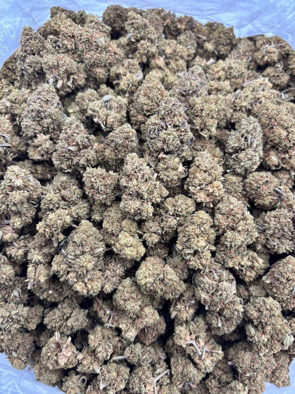 Apple Pie Sorbet Strain