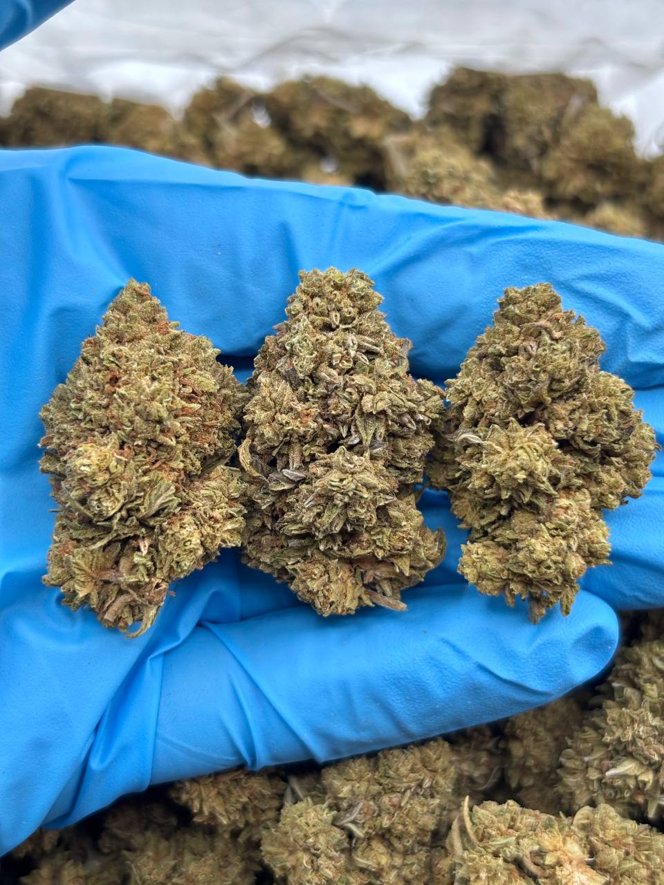 Apple Pie Sorbet Strain