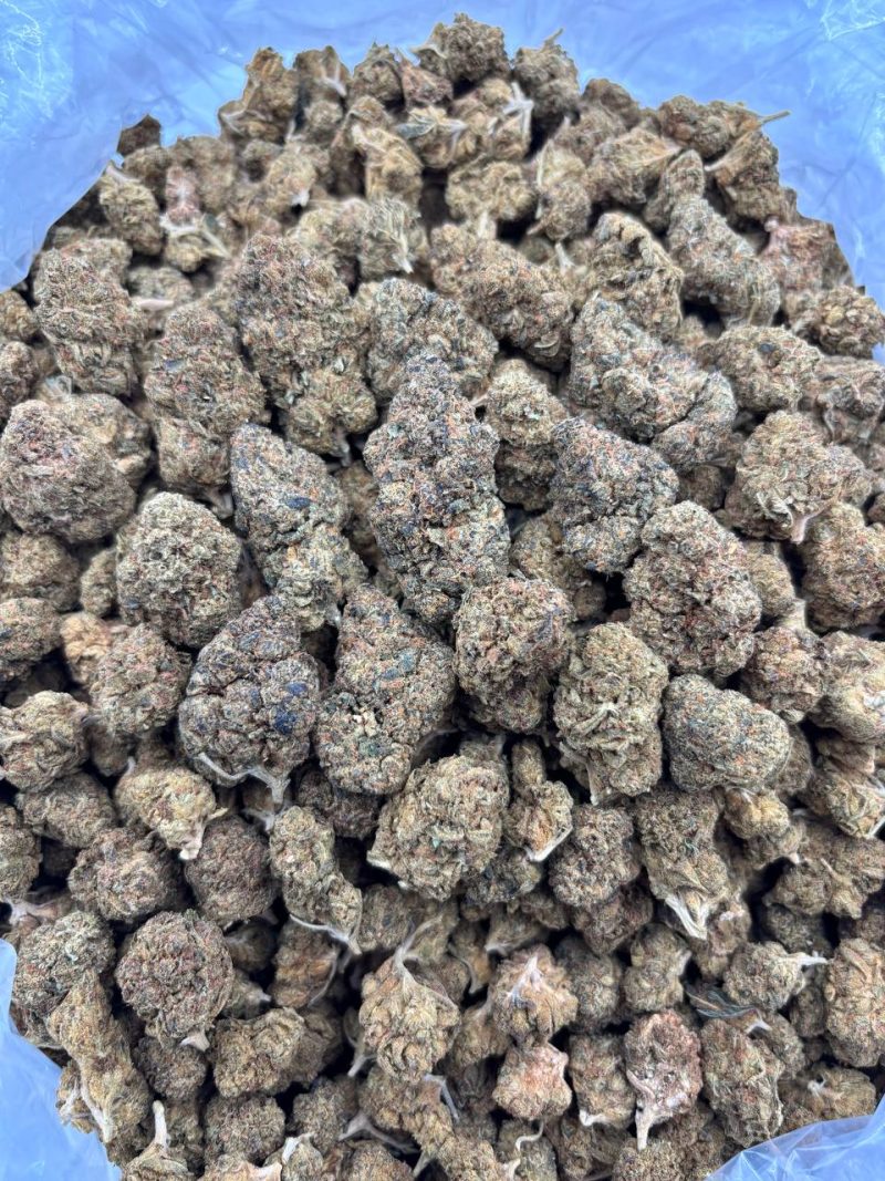 BANANA CREAM PUDDING - SK323B - Image 2