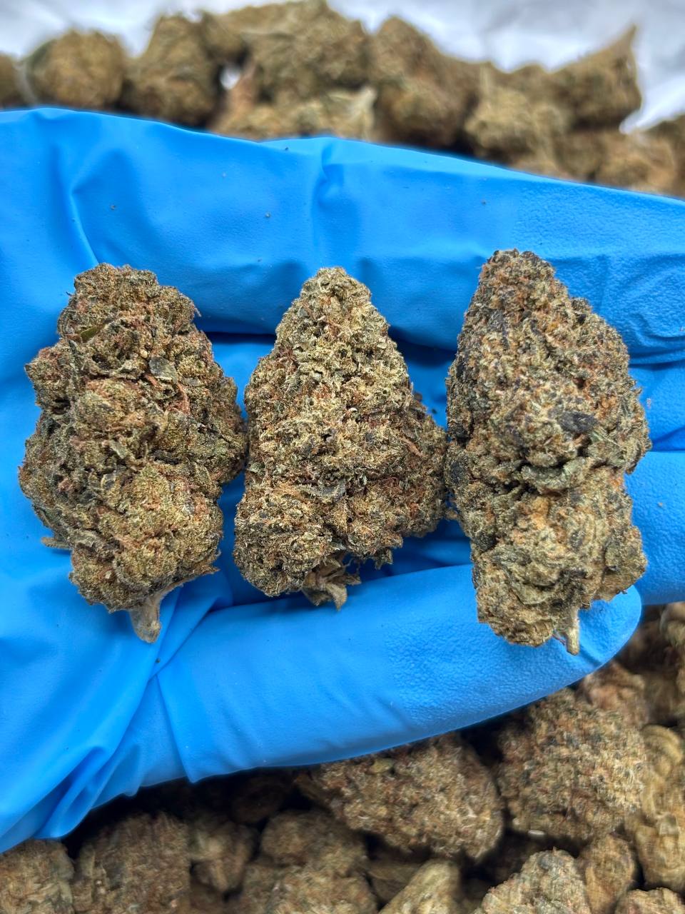 banana cream pudding weed