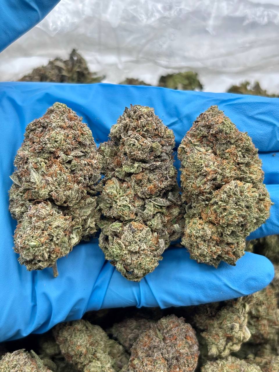 BUBBA CAKE - LK324CM2 Bubba Cake strain