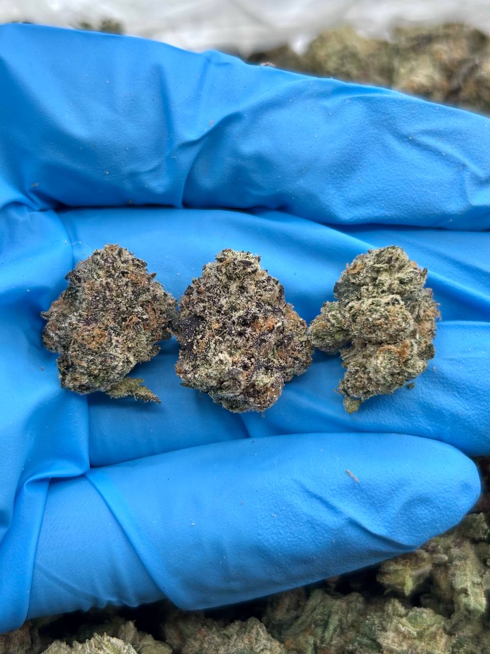 CANDY CANE SMALLS - LK324CS 1 Candy Cane Smalls strain