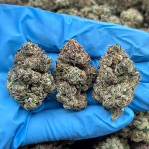 Cherry Gelato weed strain