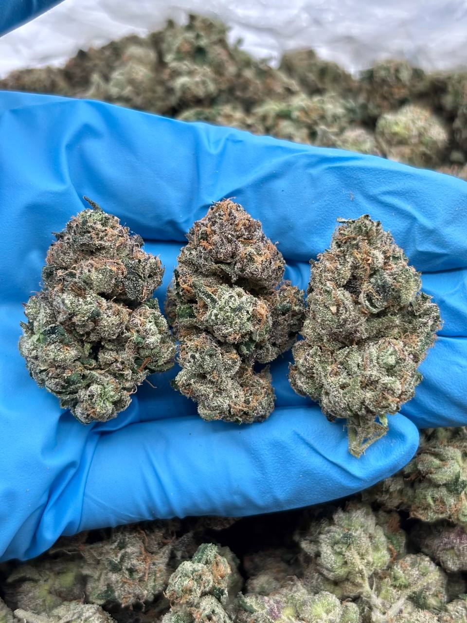 CHERRY GELATO - LK324CG Cherry Gelato weed strain