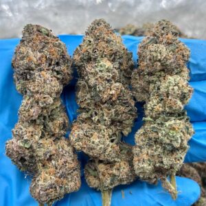 Creamy Hazelnut Gelato Strain