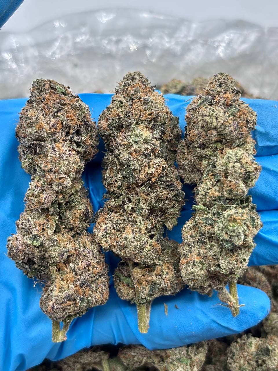 Creamy Hazelnut Gelato Strain