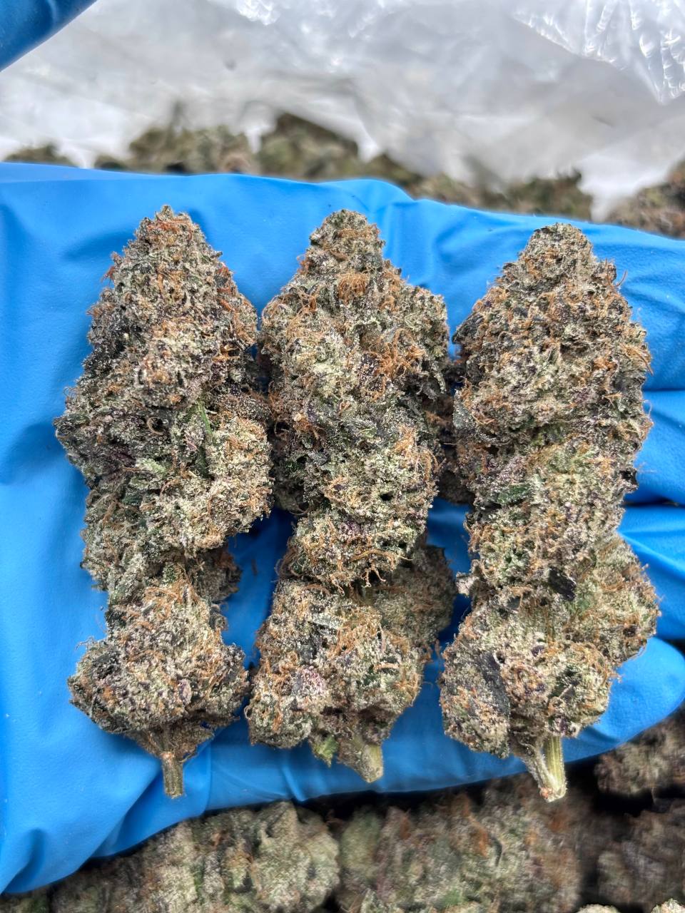 CINNAMMON ROLL - LK324CR Cinnamon Roll strain