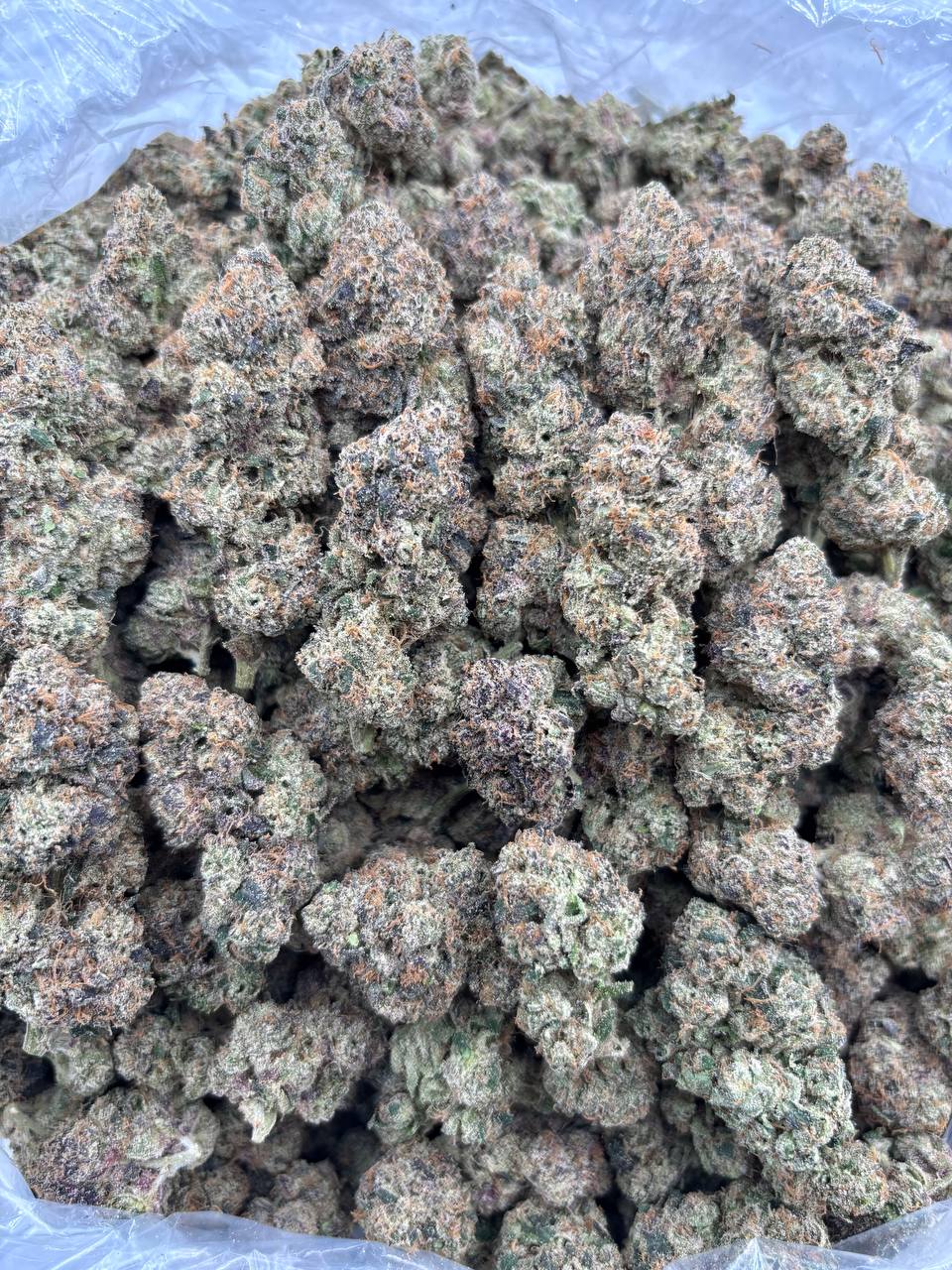 CINNAMMON ROLL - LK324CR Cinnamon Roll strain