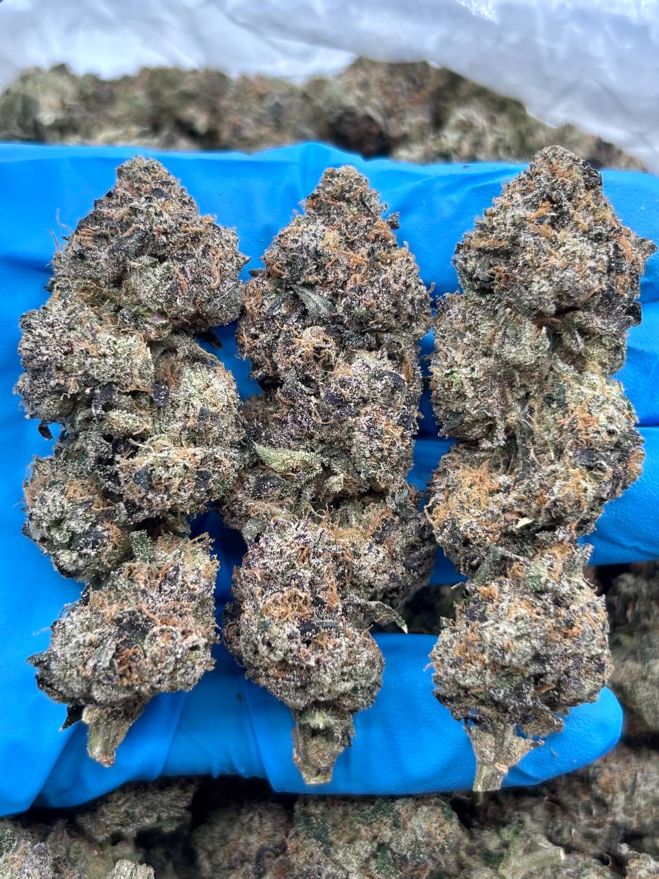 FRUIT GUSHERS - LK324FG Fruit Gushers strain