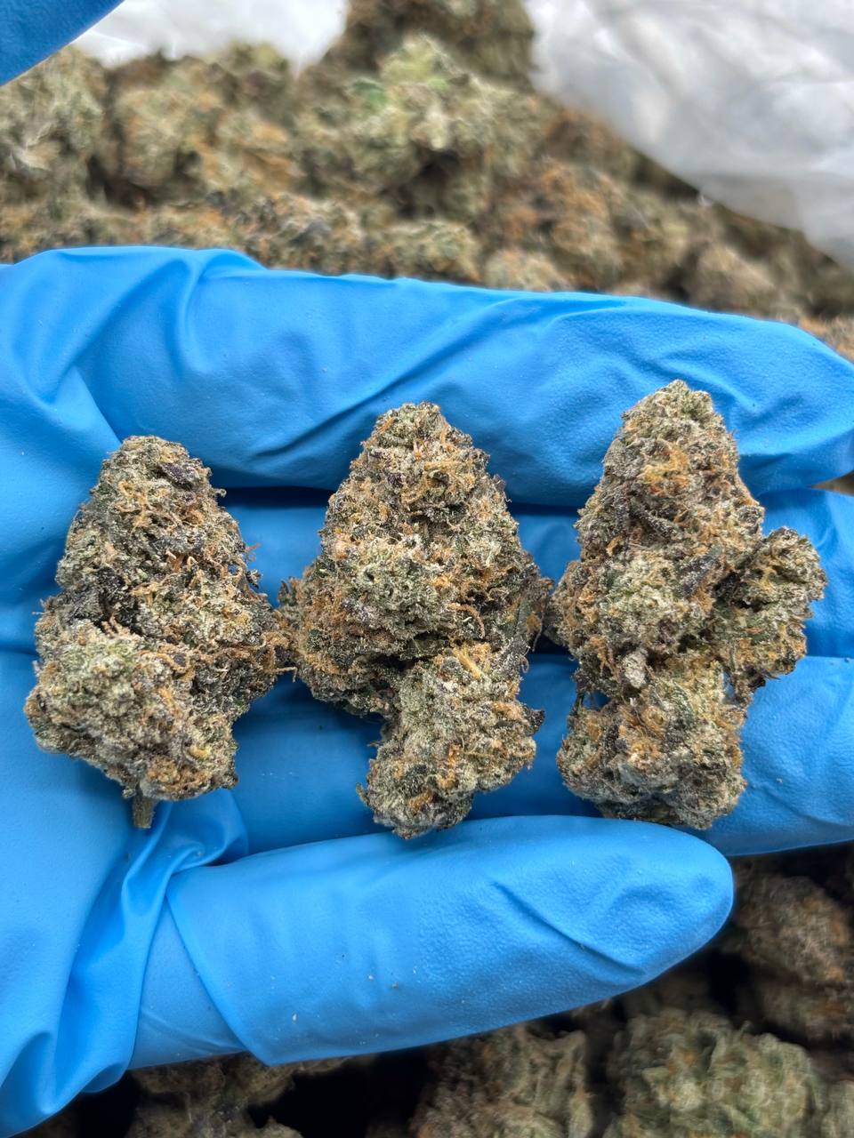 FUDGE SUNDAE - LK324FS Fudge Sundae strain